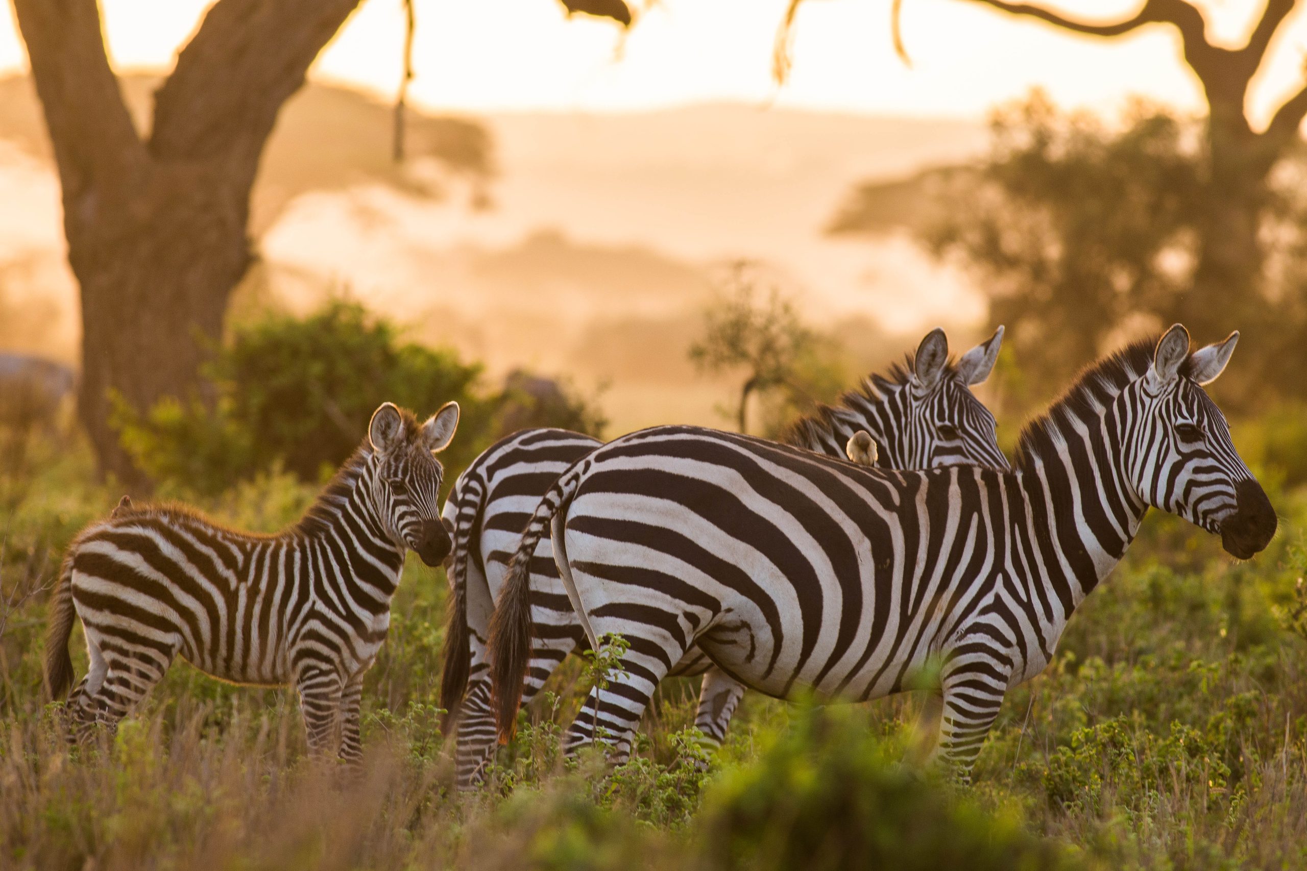 Common Zebra