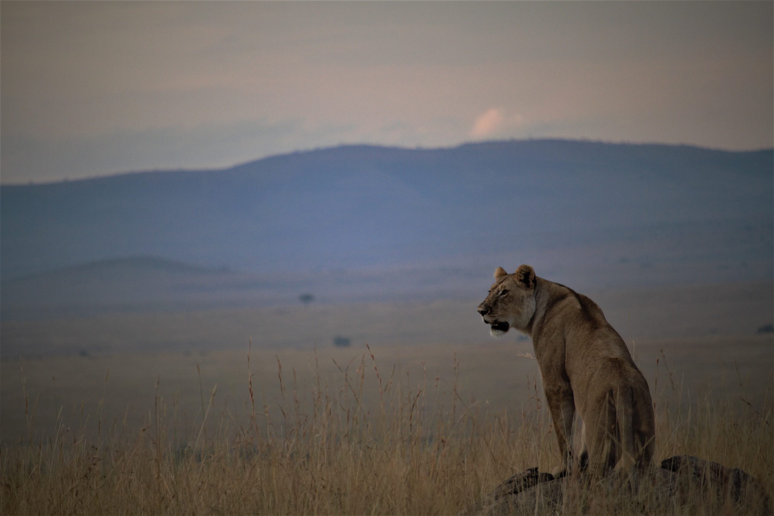 Masai Mara Reserve